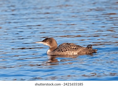 A baby loon, floats across the rippled water of a blue lake. - Powered by Shutterstock