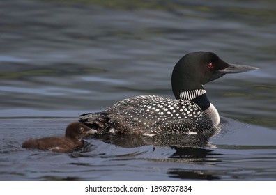 Baby Loon And Her Mother