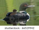 Baby loon riding on its parent
