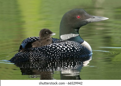 Baby Loon Riding On Its Parent's Back