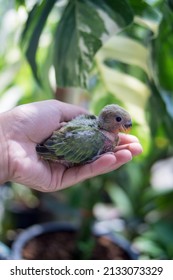 Baby Lovebirds (GREEN) Stand Alone On Their Hands And Leaves.