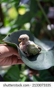 Baby Lovebirds (GREEN) Stand Alone On Their Hands And Leaves.