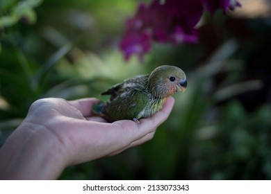 Baby Lovebirds (GREEN) Stand Alone On Their Hands And Leaves.