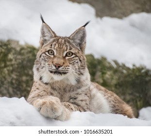 Baby Lynx High Res Stock Images Shutterstock