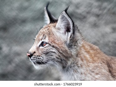 Bebe Lynx Sur Fond Gris Photo De Stock Modifiable