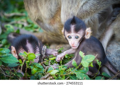 Baby Macaque Play On Tree