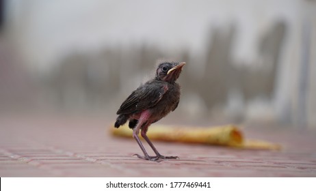 Baby Magpie Founded Out Of Its Nest.Birds Breeding At Home, Baby Bird On The Hunt