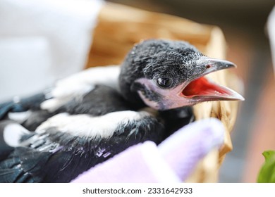 Baby magpie in a nest. Wildlife Rescue Center - Shutterstock ID 2331642933