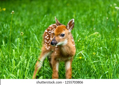 Biche Faon High Res Stock Images Shutterstock