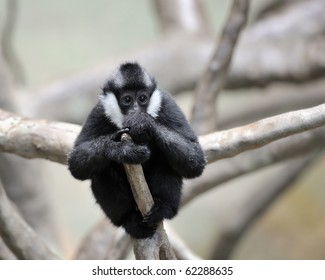 Baby Male White Cheeked Gibbon (Hylobates Concolor Leucogenys)