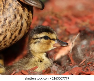 Baby Mallard Duck In Nest With Momma Duck