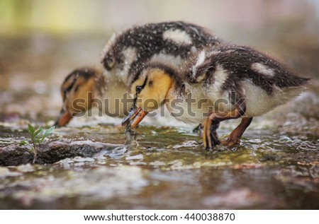 baby mallard ducklings eating in the water