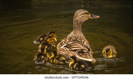 Baby Mallard Ducks Following Their Mother In A Pond. 