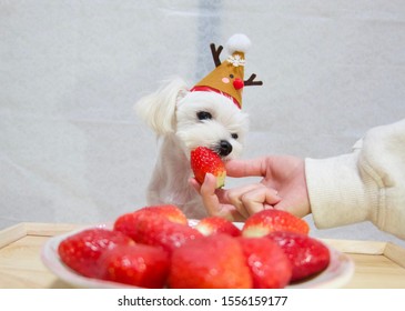 can maltese eat strawberries