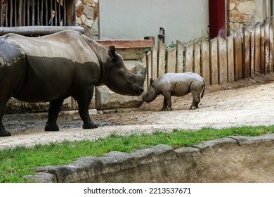 Baby And Mama Black Rhino In Zoo Cute Small 5 Month Old Child Rhinoceros Walking And Standing In An Enclosure 