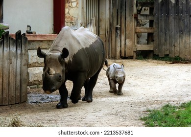 Baby And Mama Black Rhino In Zoo Cute Small 5 Month Old Child Rhinoceros Walking And Standing In An Enclosure 