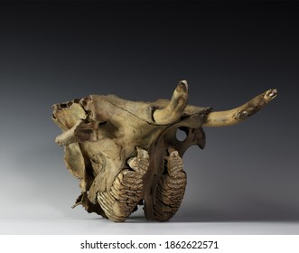 Baby Mammoth Skull With Tusks