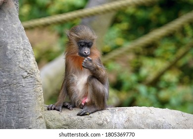 Baby Mandrill Discovering The World