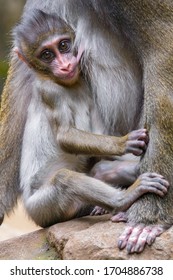 Baby Mandrill Got A Milk Breast Feeding