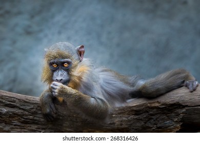 Baby Mandrill Lying On Log While Snacking