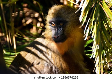 Baby Mandrill Monkey