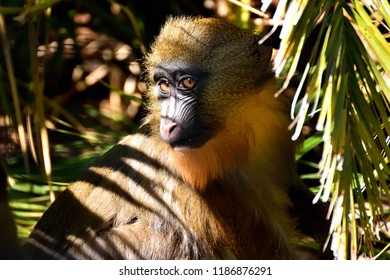 Baby Mandrill Monkey