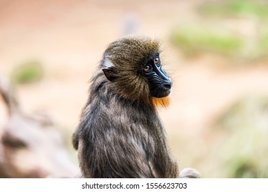 Baby Mandrill Monkey At The Zoo. Israel. 