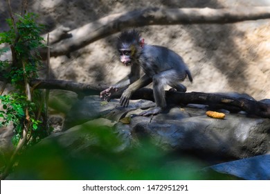 Baby Mandrill, Old World Monkey