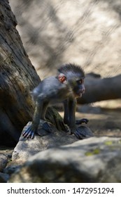 Baby Mandrill, Old World Monkey