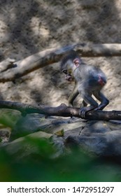 Baby Mandrill, Old World Monkey