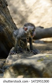 Baby Mandrill, Old World Monkey