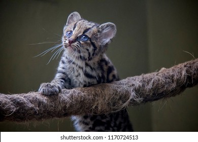 Baby Of Margay.