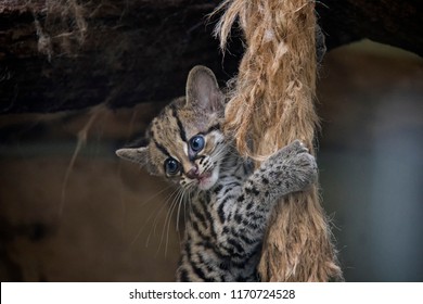 Baby Of Margay.