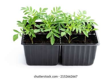 Baby  Marigold Plant In Recyclable Plastic Pots Isolated On White 