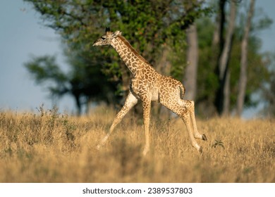 Baby Masai giraffe running through grassy clearing - Powered by Shutterstock