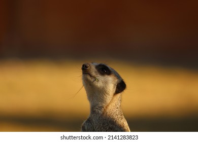 A Baby Meerkat Looking At The Sky