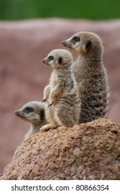 Baby Meerkat With Parents