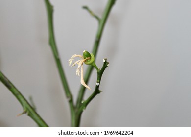 A Baby Meyer Lemon Growing Out The Flower On The Branch Of A Lemon Tree. The Tree Lost Its Leaves And The Petals From The Flower Are Dried And Falling Off The Plant As Well.