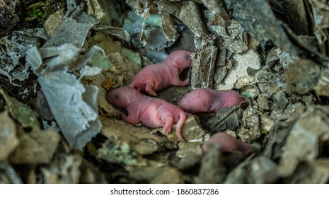 
Baby Mice Hidden In The Garden Waiting For Their Mom To Come Back Home.