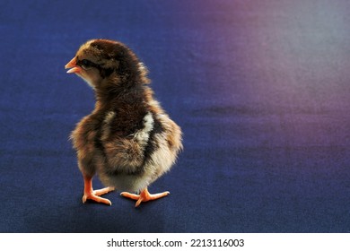 Baby Mini Wyandotte Chick On Blue Cloth Table Cover.