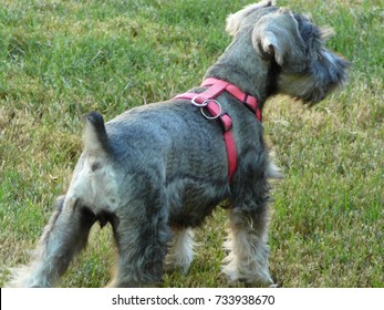 A Baby Miniature Schnauzer Standing In A Grass Field With A Pink Harness On