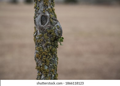 Baby Mistletoe Growing On Elm Bark