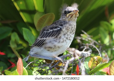 Baby Mockingbird Leaving He Nest. 