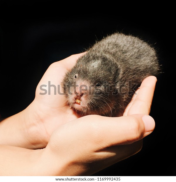 Baby Mole Mans Hand Stock Photo Edit Now