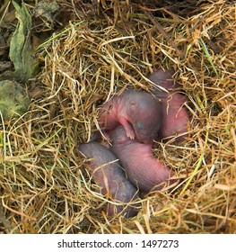 Baby Mole Images Stock Photos Vectors Shutterstock