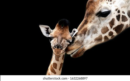 Baby And Mom Giraffe Playing