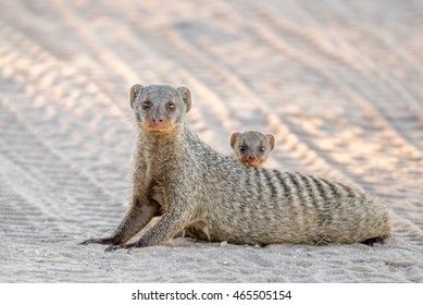 Mongoose Baby Hd Stock Images Shutterstock