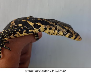 Baby Monitor Lizard High Res Stock Images Shutterstock