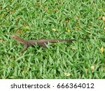 Baby monitor lizard on green grass 