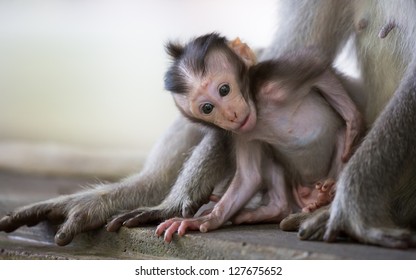 Baby Monkey